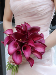 �����k��J���[�̃N���b�`�u�[�P