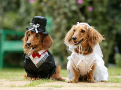 �y�b�g�Q���ł���